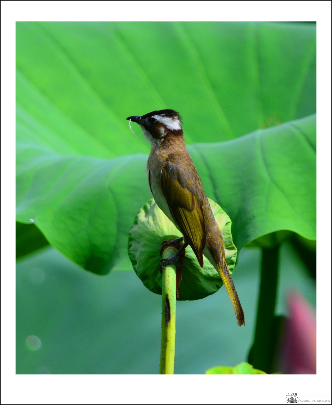 DSC_9403_conew1.jpg