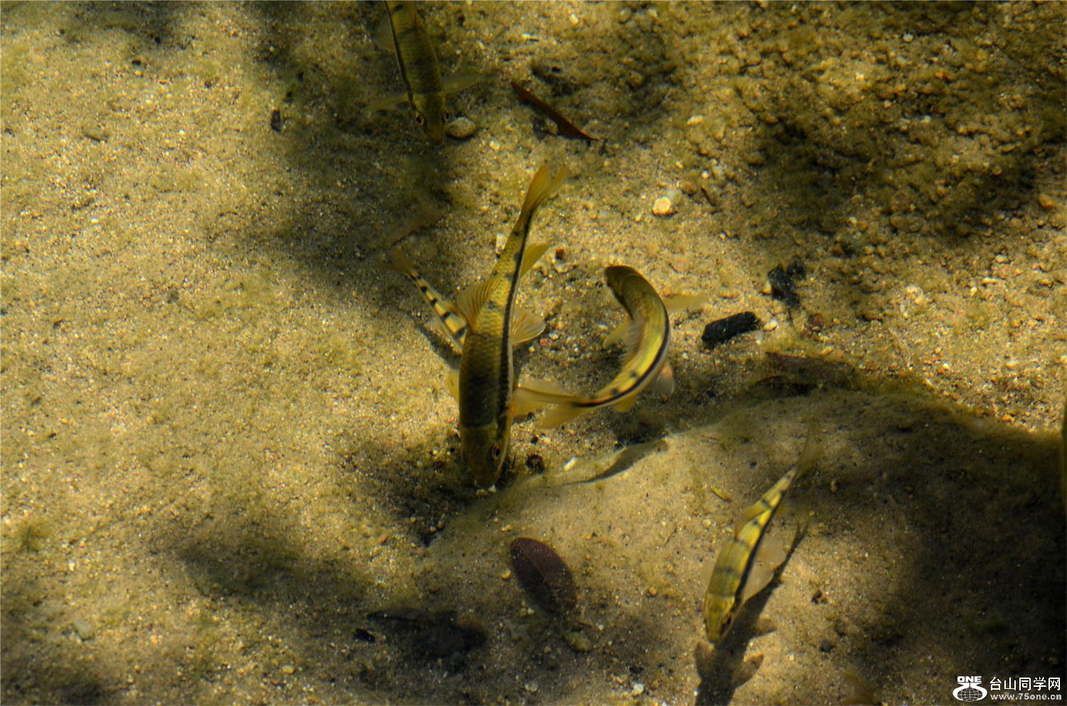DSC_3004_ͼ.jpg