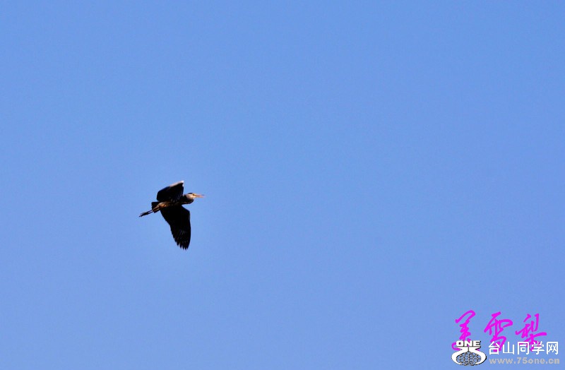DSC_6250_conew1.jpg