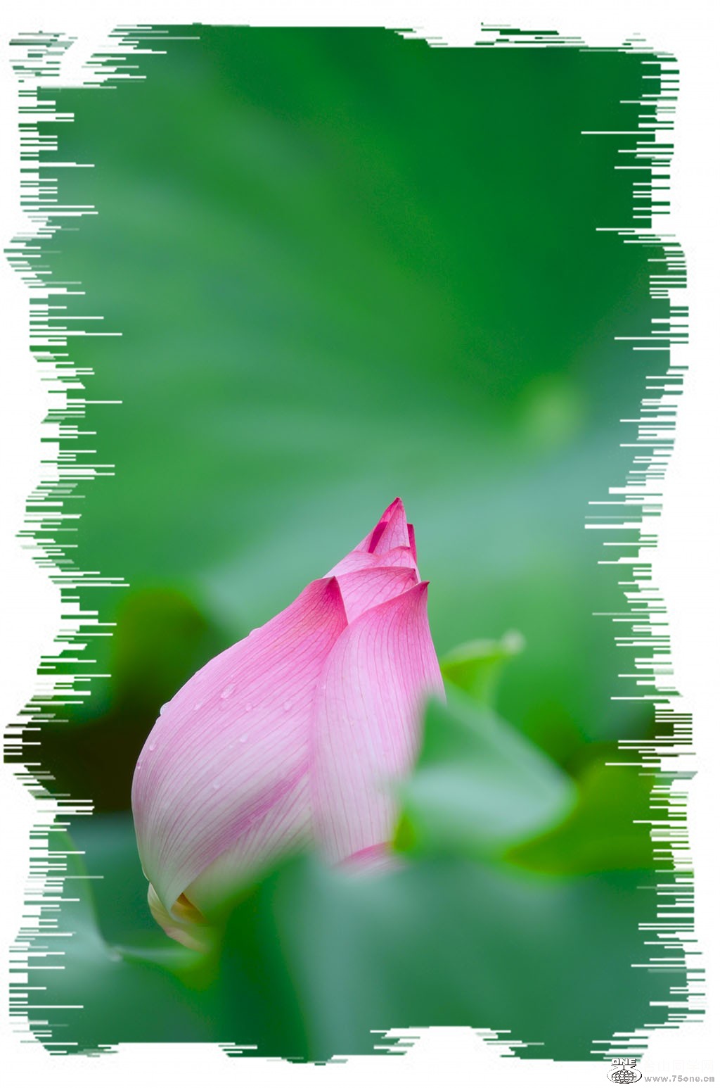 DSC_1775_conew1.jpg