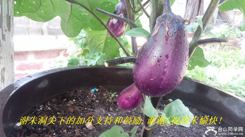 谢朱洞尖下的加分支持和鼓励,谢谢!祝周末愉快!.jpg