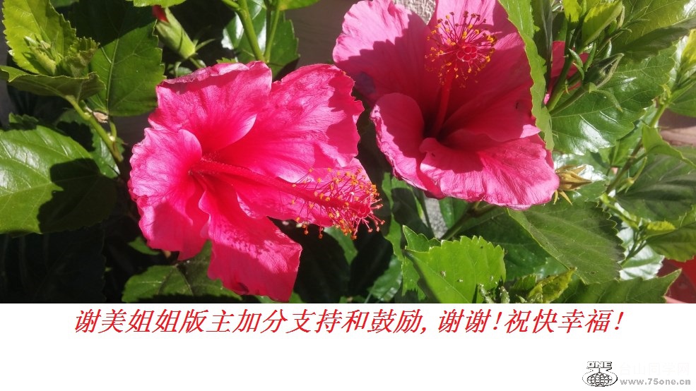 谢美姐姐版主加分支持和鼓励,谢谢!祝快幸福!.jpg
