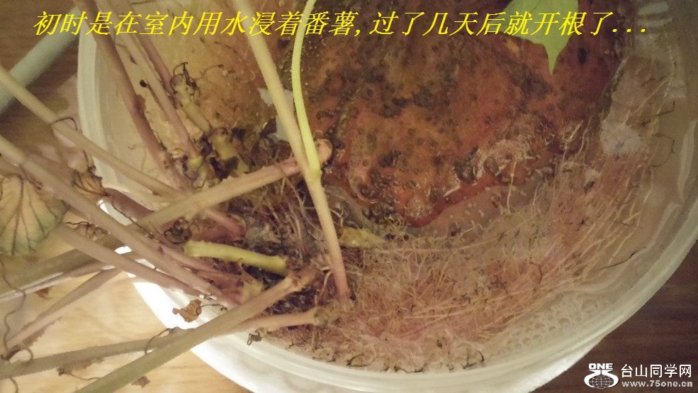 初时是在室内用水浸着番薯,过了几天后就开根了.jpg