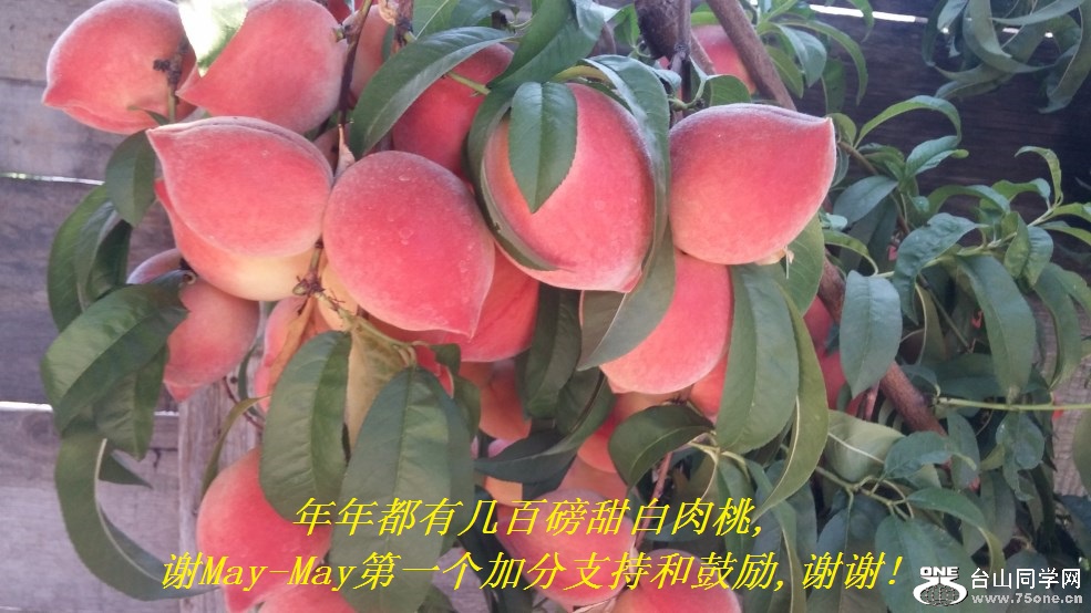 年年都有几百磅甜白肉桃,谢May-May第一个加分支持和鼓励,谢谢!.jpg
