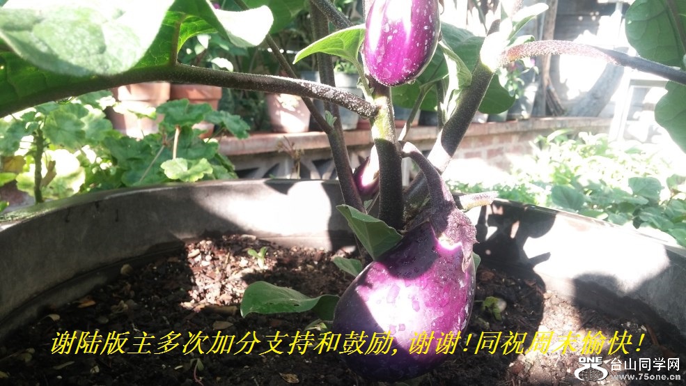 谢陆版主多次加分支持和鼓励,谢谢!同祝周末愉快!.jpg