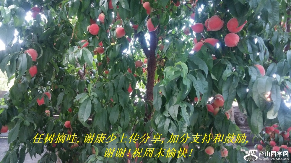 任树摘哇,谢康少上传分享,加分支持和鼓励,谢谢!祝周末愉快!.jpg