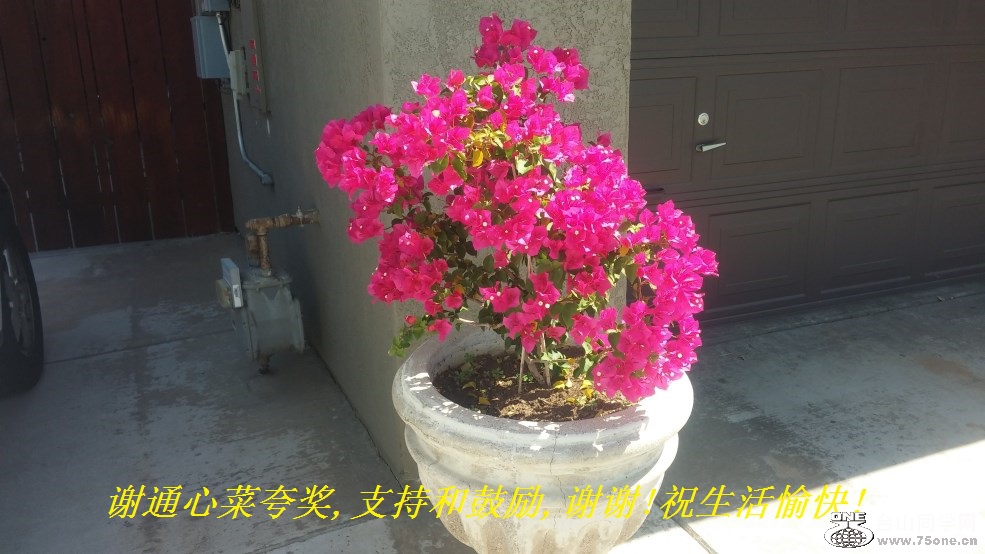 谢通心菜夸奖,支持和鼓励,谢谢!祝生活愉快!.jpg