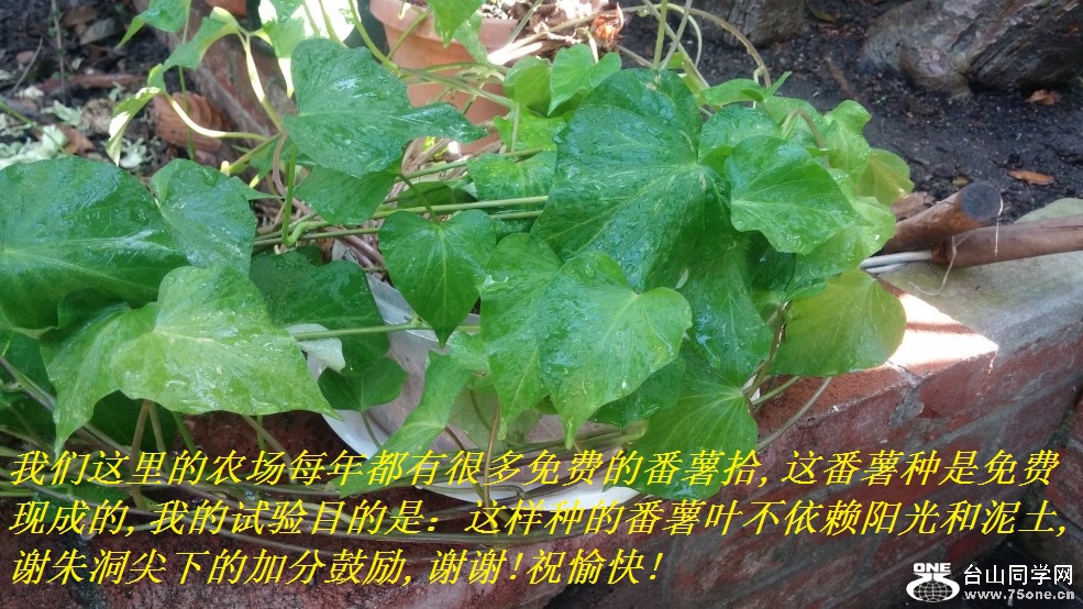 谢朱洞尖下的加分鼓励,谢谢!祝愉快!.jpg
