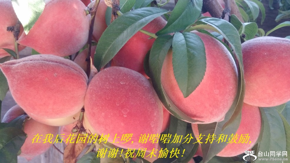 在我后花园的树上啰,谢啱啱加分支持和鼓励,谢谢!祝周末愉快!.jpg