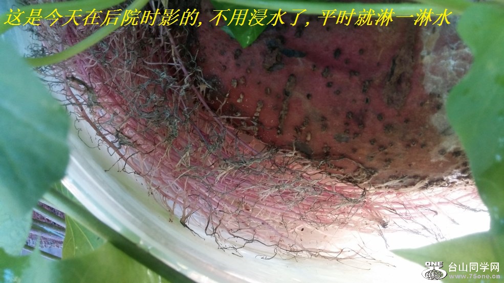 这是今天在后院时影的,不用浸水了,平时就淋一淋水.jpg