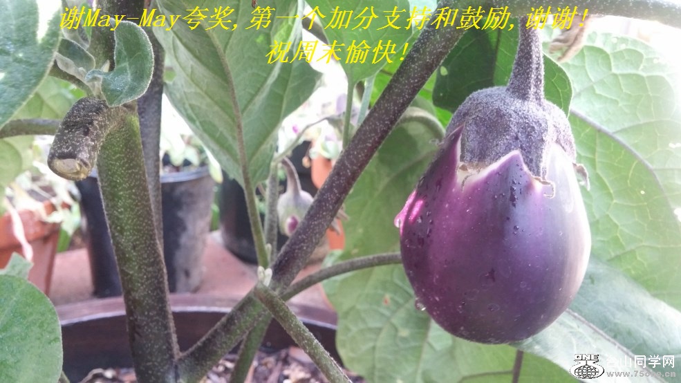 谢May-May夸奖,第一个加分支持和鼓励,谢谢!祝周末愉快!.jpg