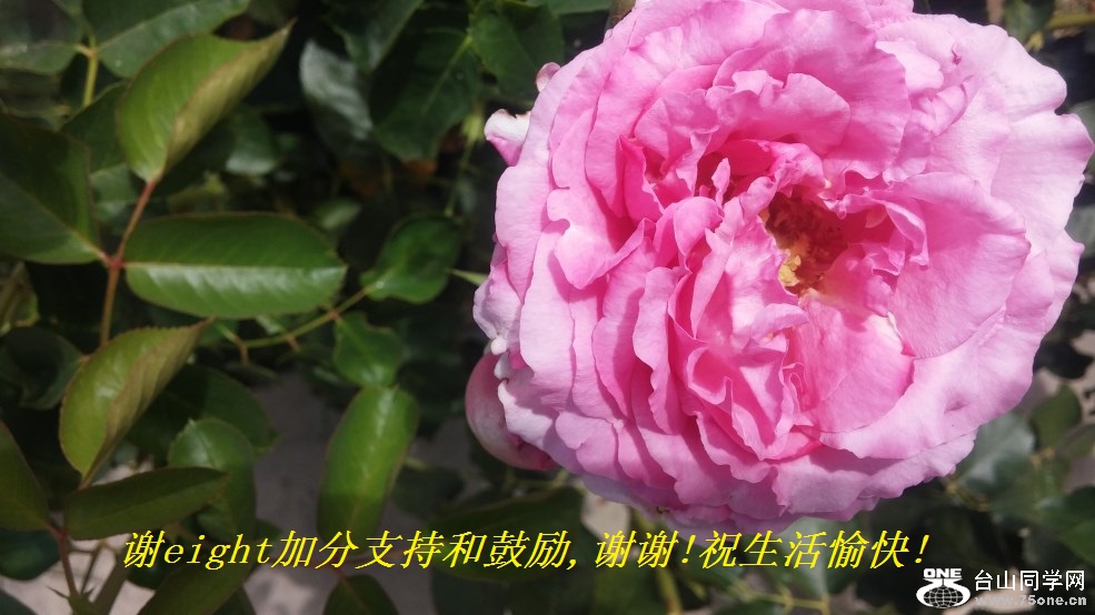 谢eight加分支持和鼓励,谢谢!祝生活愉快!.jpg