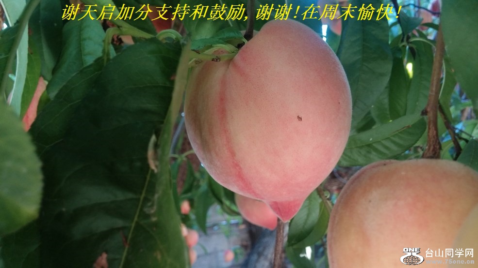 谢天启加分支持和鼓励,谢谢!在周末愉快!.jpg