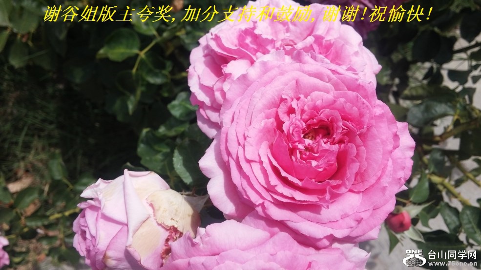 谢谷姐版主夸奖,加分支持和鼓励,谢谢!祝愉快!.jpg