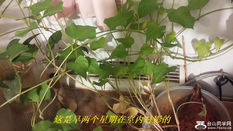 这是早两个星期在室内时影的.jpg