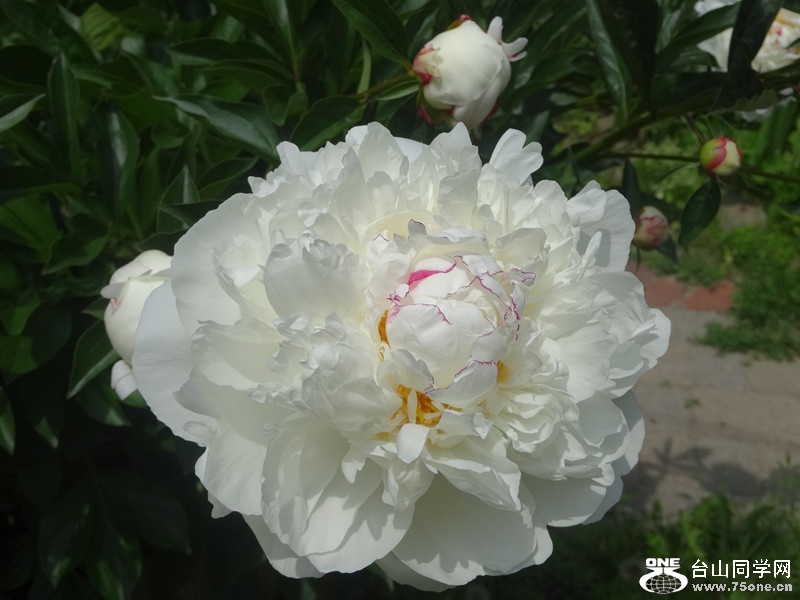 DSC03176_副本.jpg