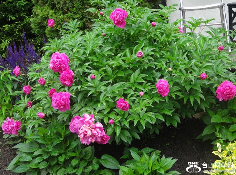 DSC03305_副本_副本.jpg