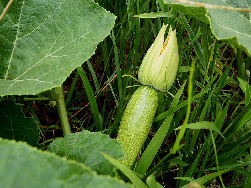 DSCF5997.JPG