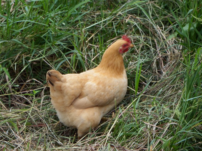 DSC_0104.jpg