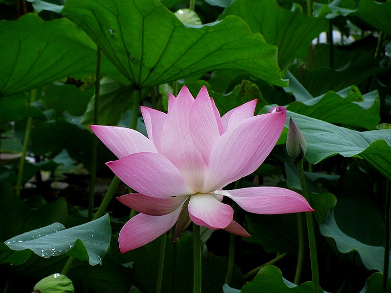 DSC_140.jpg