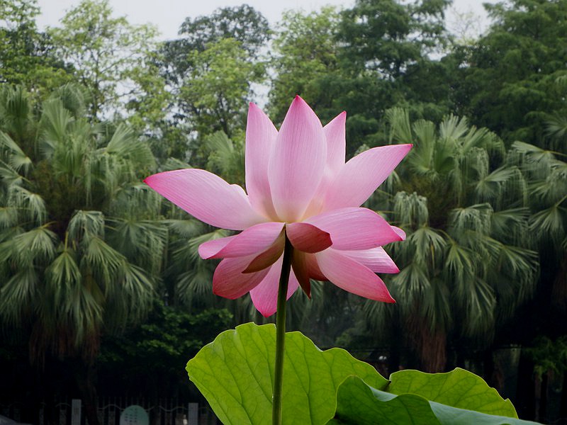 DSC_115.jpg
