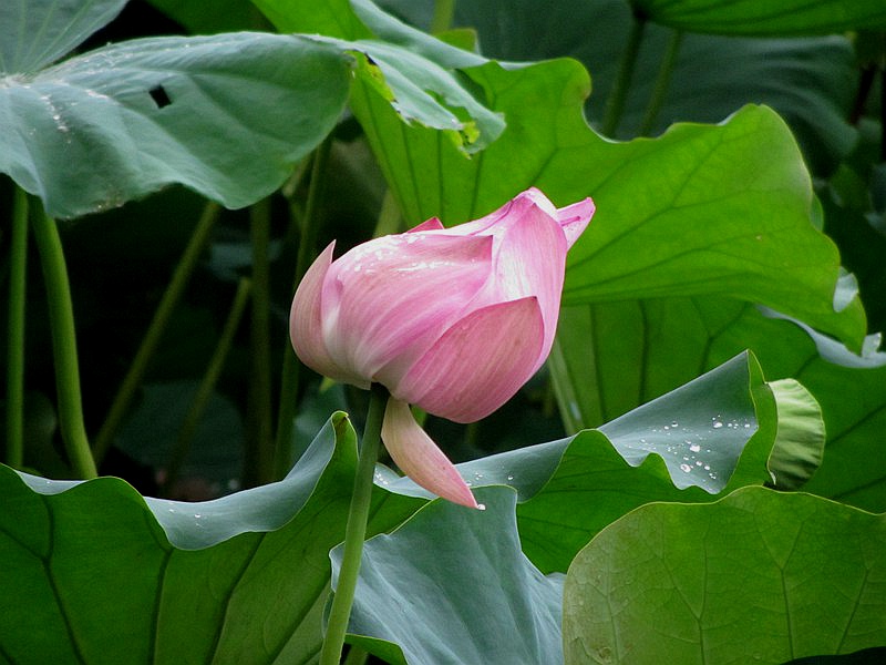 DSC_141.jpg