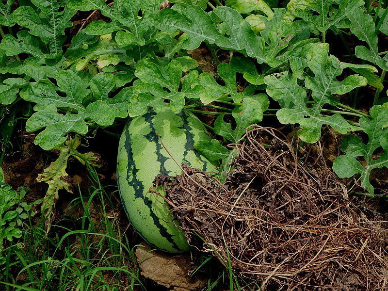 DSCF5925.JPG