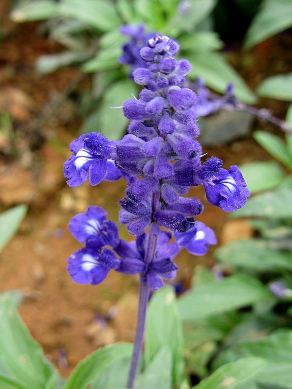 DSC_4104.jpg