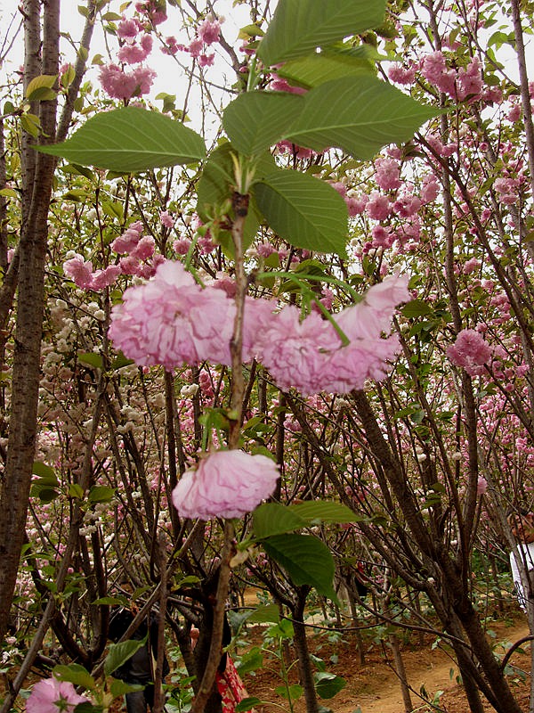 DSC_3960.jpg