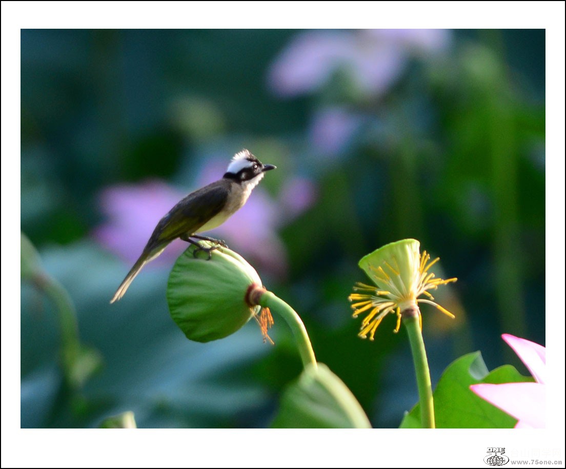 DSC_2188_conew1.jpg