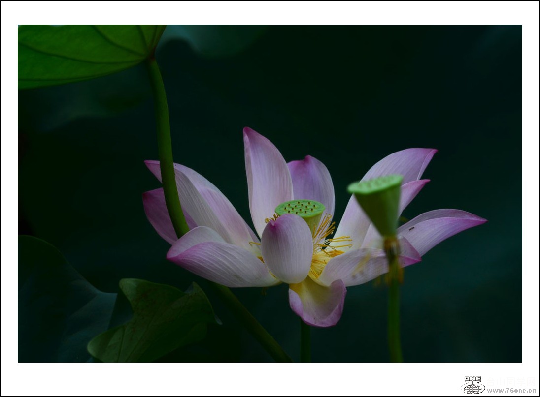 DSC_2101_conew1.jpg