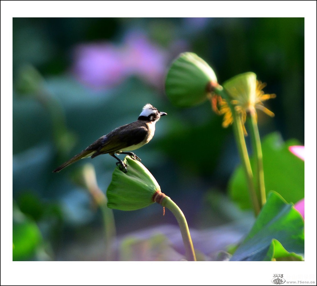 DSC_2217_conew1.jpg