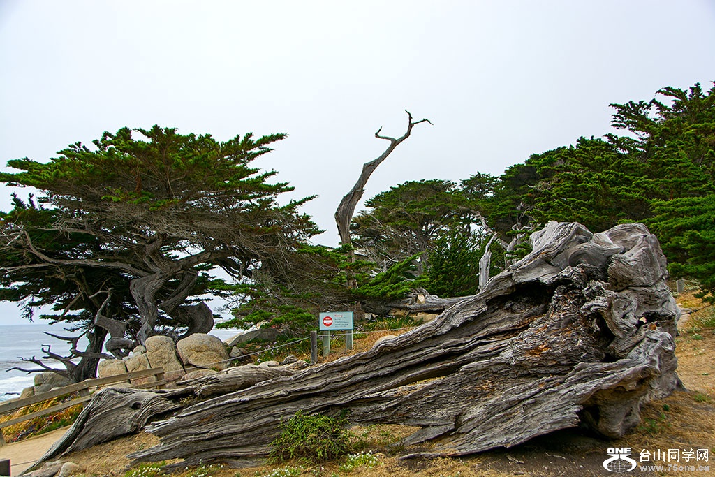 DSC_0445.jpg
