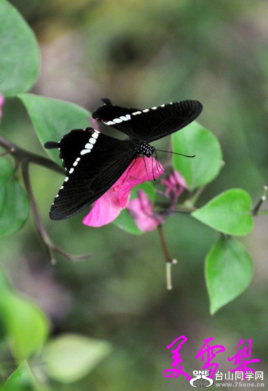 DSC_1028_conew1.jpg