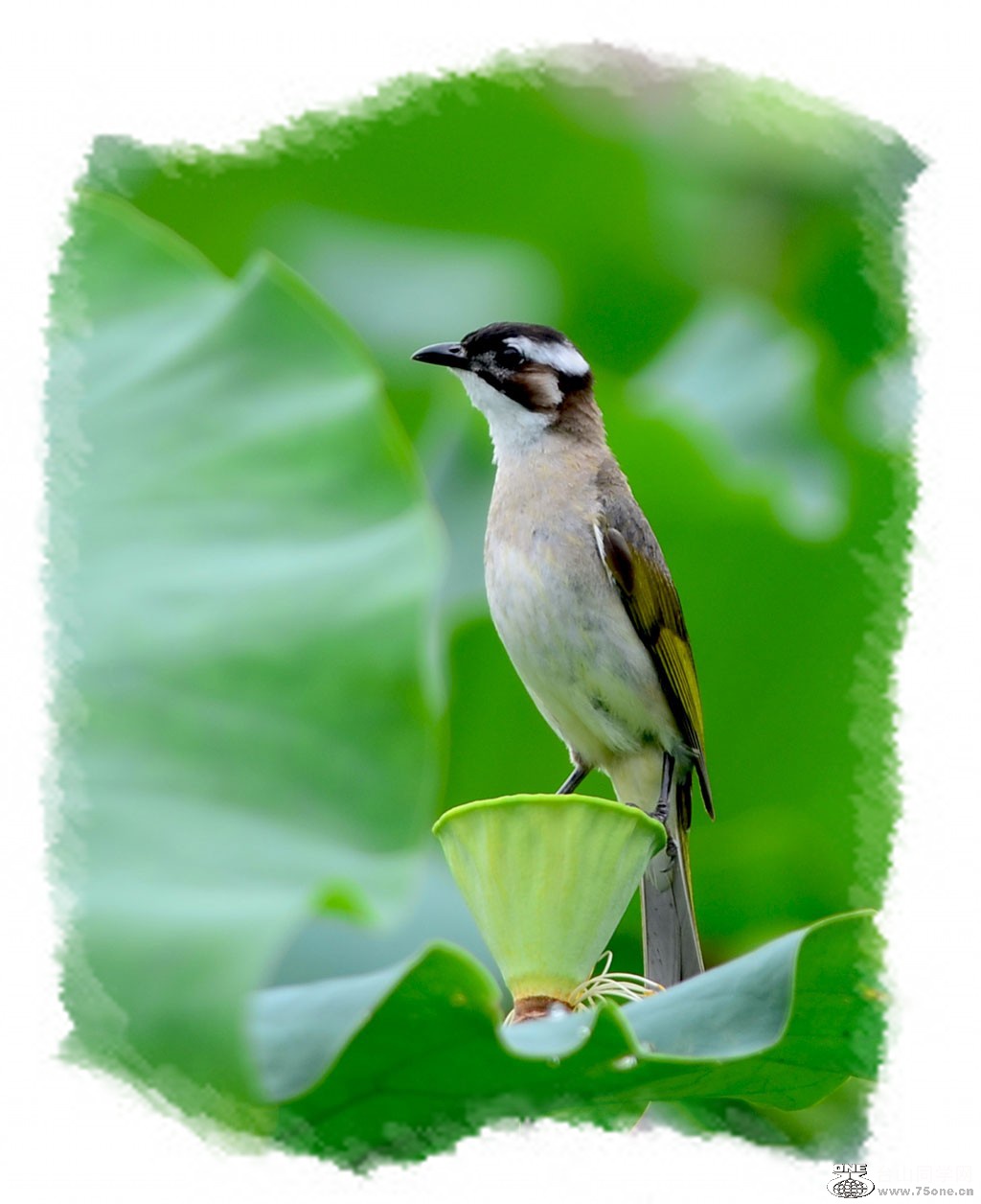 DSC_1754_conew1.jpg