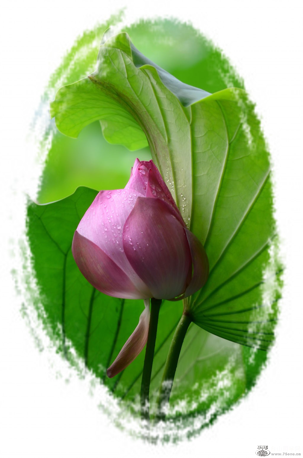 DSC_1853_conew1.jpg