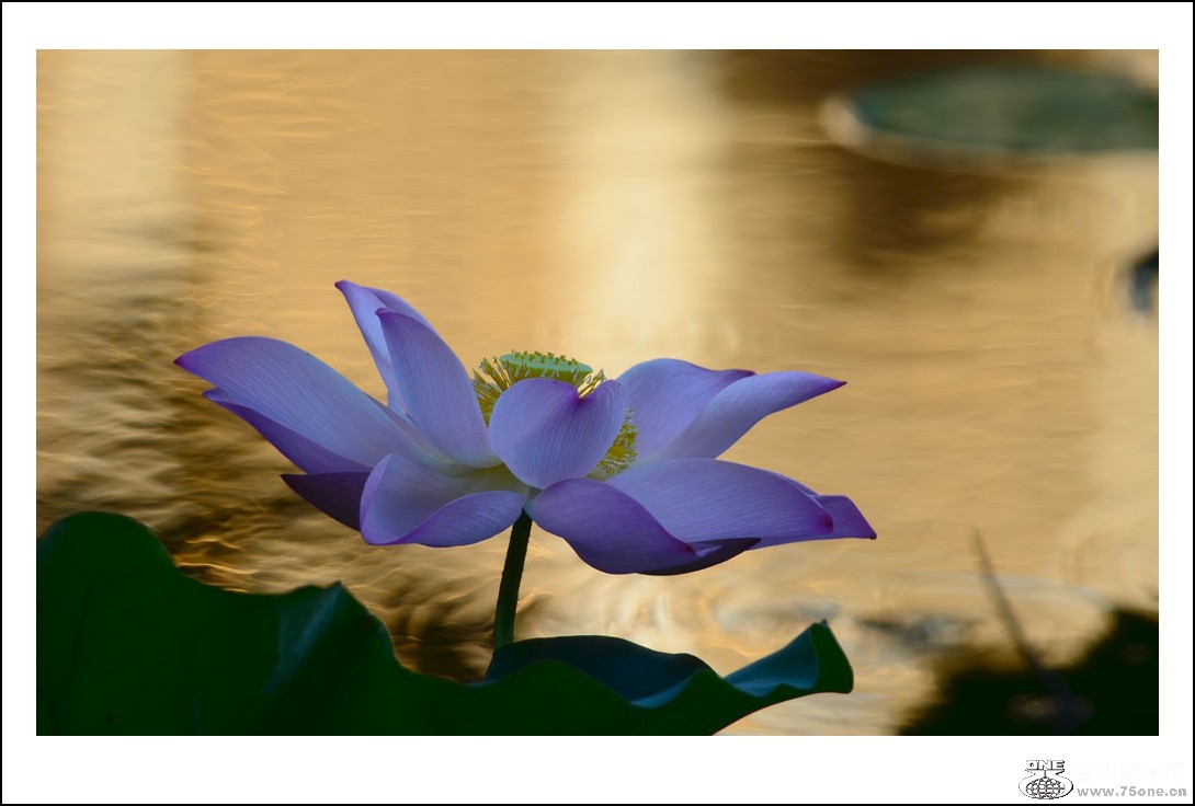DSC_2074_conew1.jpg