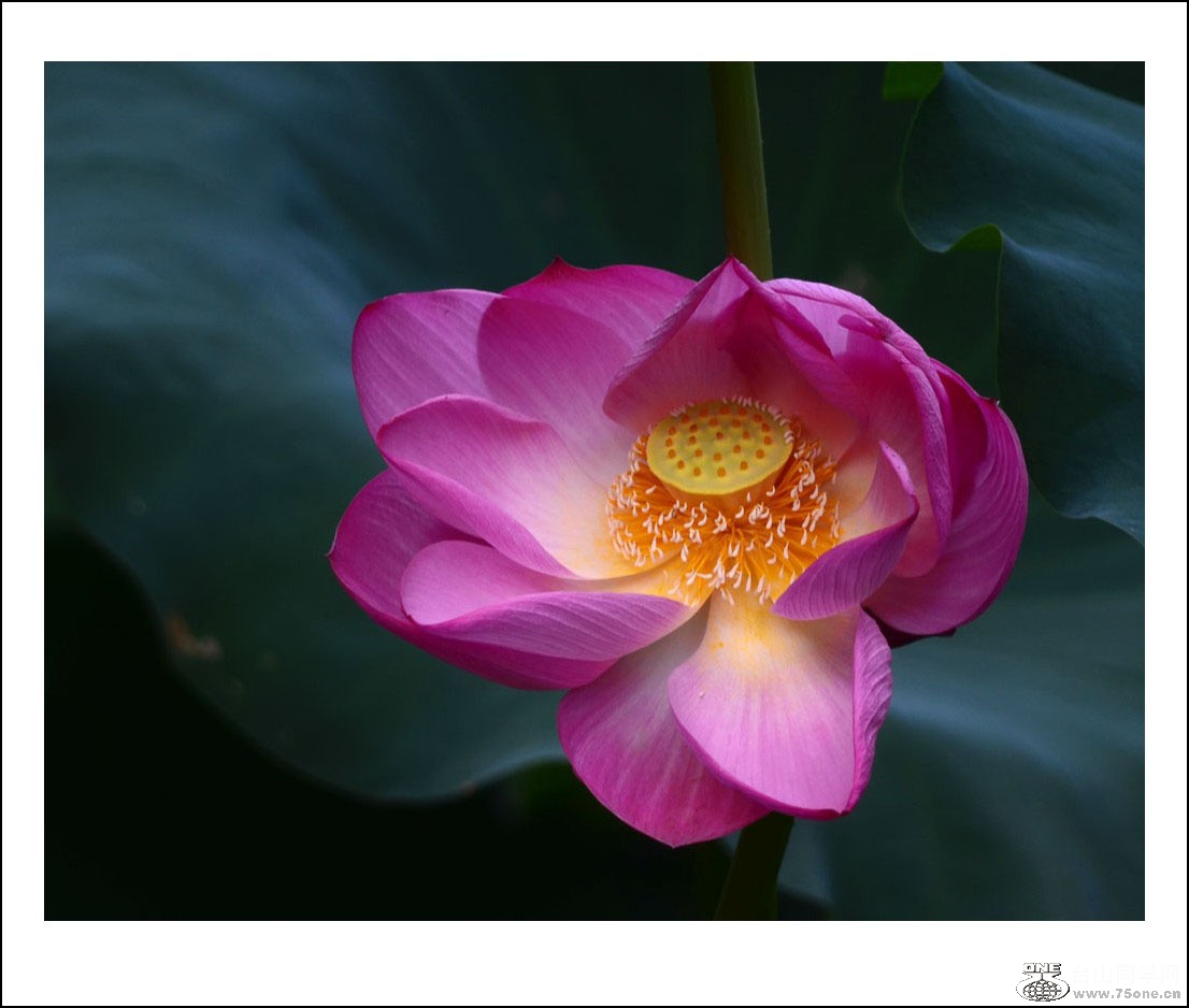 DSC_2022_conew1.jpg