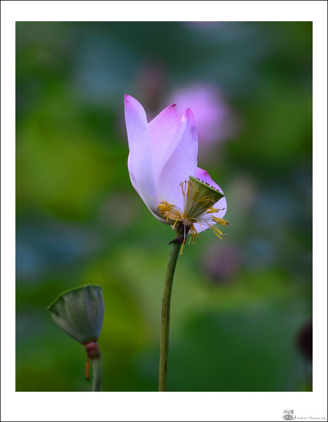 DSC_2007_conew1.jpg