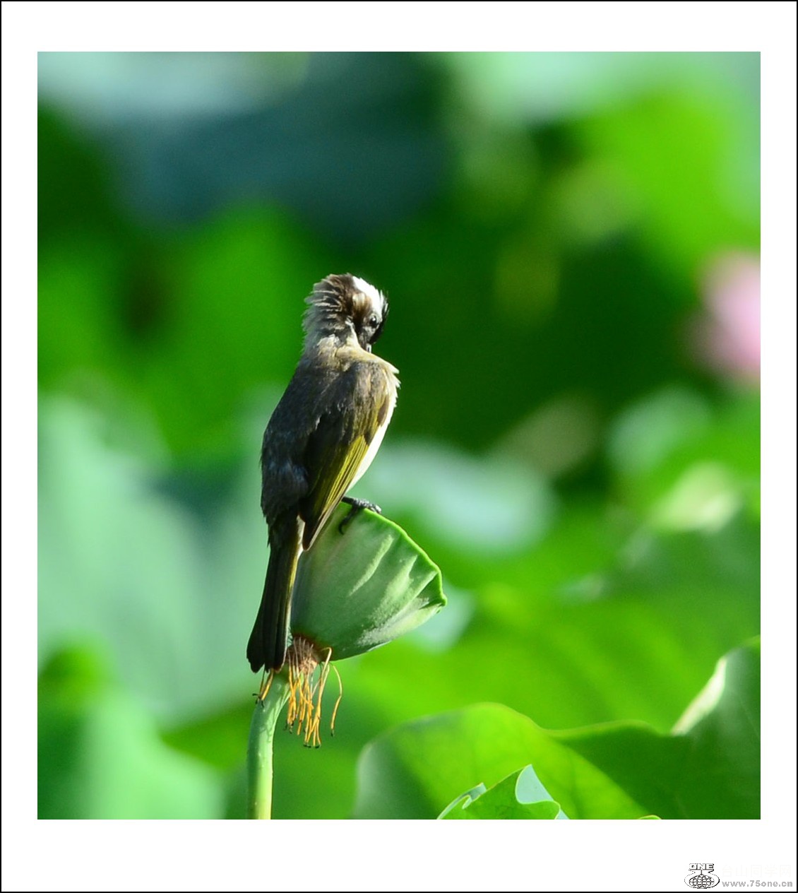 DSC_2352_conew1.jpg