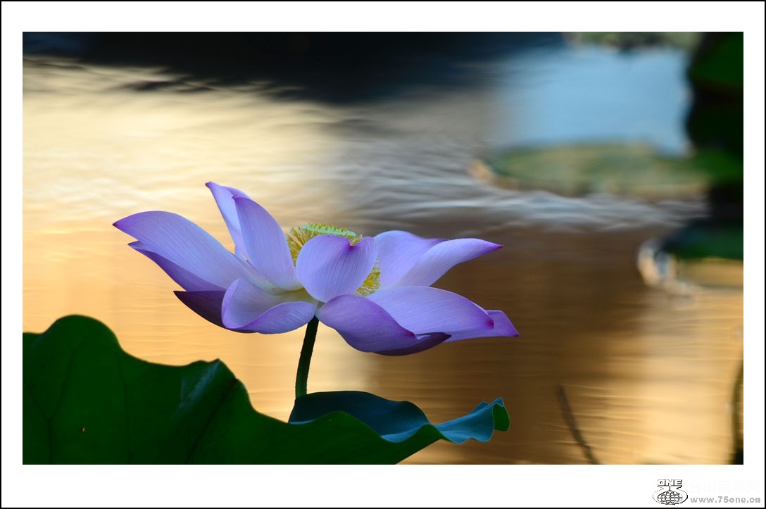 DSC_2065_conew1.jpg