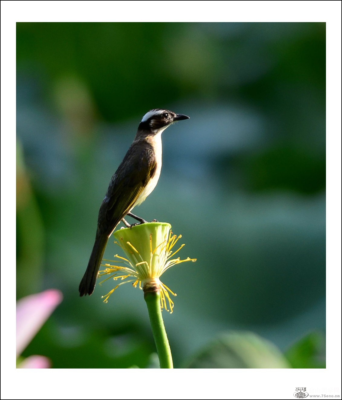 DSC_2346_conew1.jpg