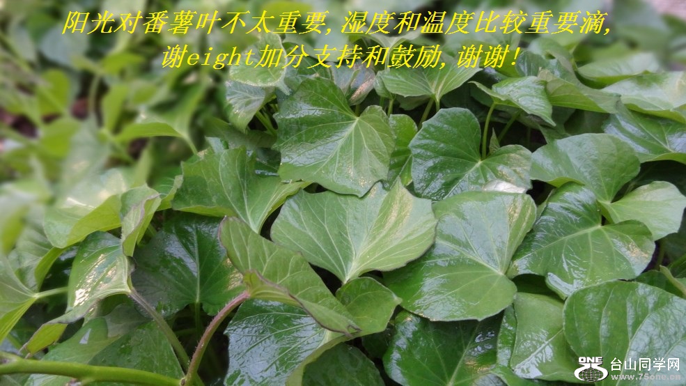 ԷҶ̫Ҫ,ʪȺ¶ȱȽҪ,лeightӷֺ֧͹,лл!.jpg