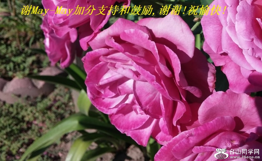 谢May-May加分支持和鼓励,谢谢!祝愉快!.jpg