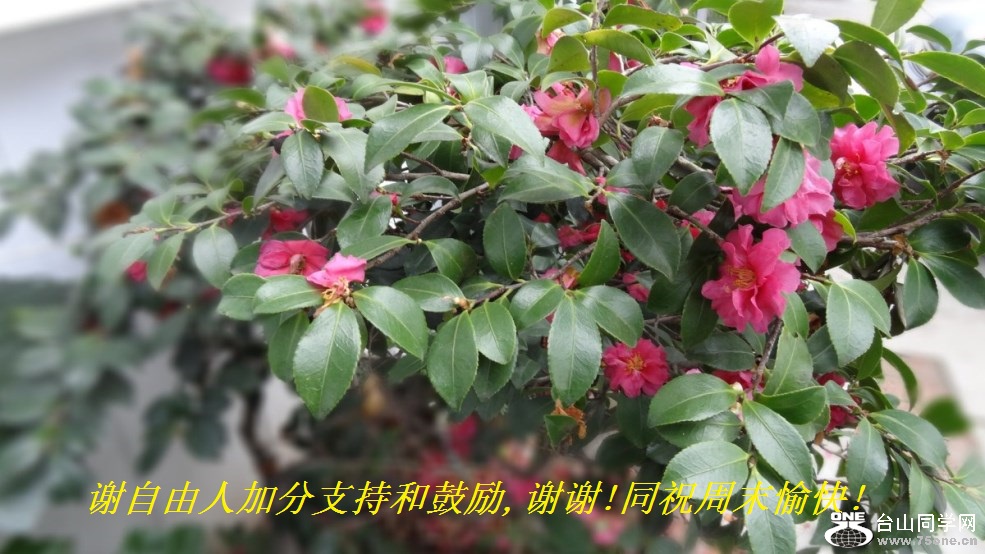 谢自由人加分支持和鼓励,谢谢!同祝周末愉快!.jpg