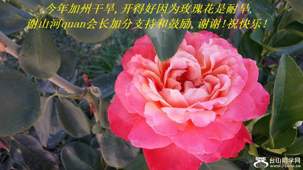 今年加州干旱,开得好因为玫瑰花是耐旱,谢山河quan会长加分支持和鼓励,谢谢!祝快乐!.jpg