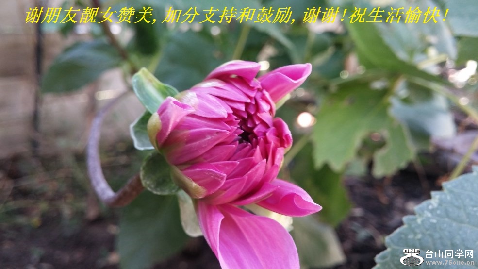 谢朋友靓女赞美,加分支持和鼓励,谢谢!祝生活愉快!.jpg