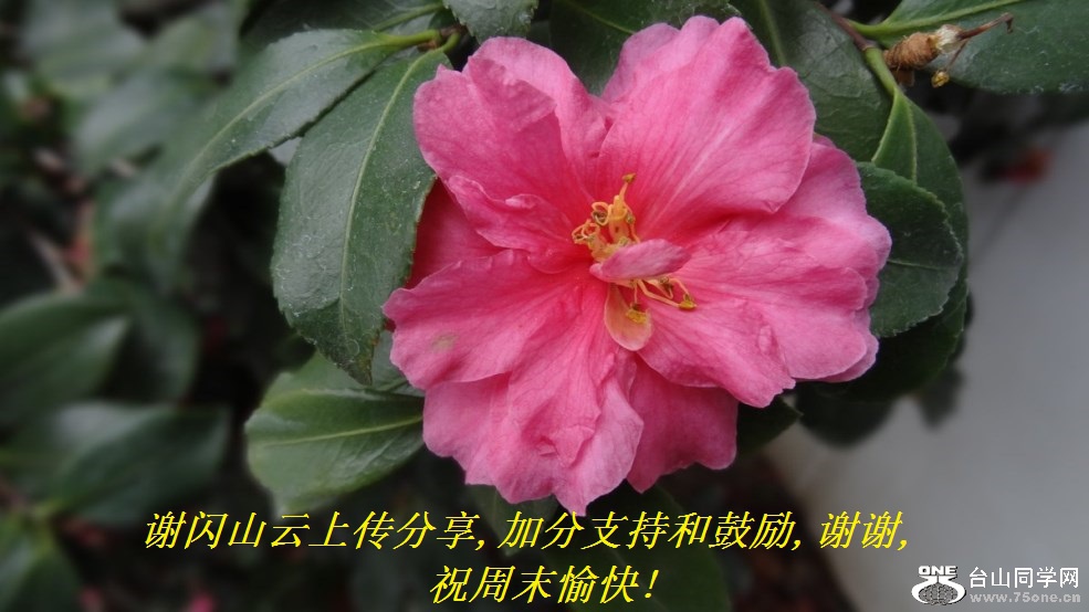 谢闪山云上传分享,加分支持和鼓励,谢谢,祝周末愉快!.jpg