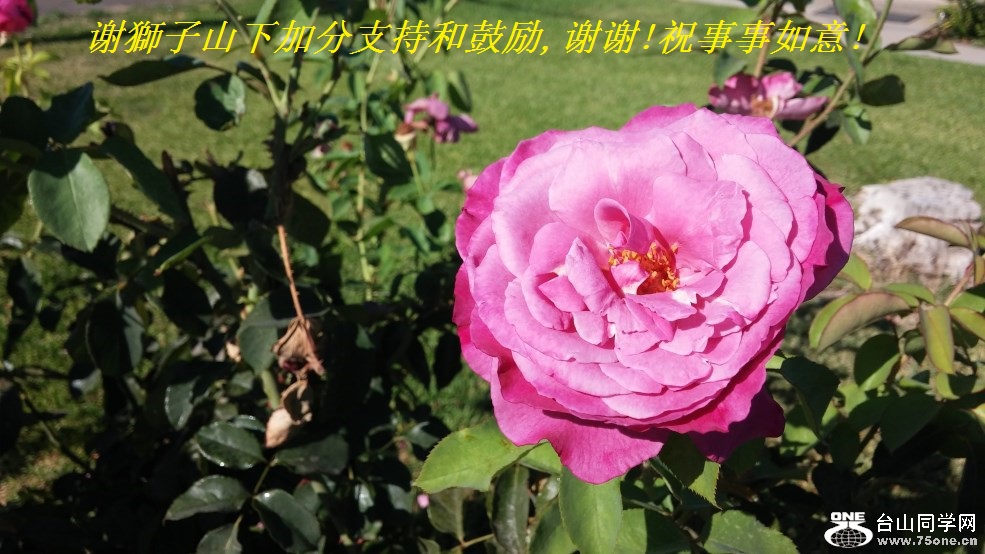 谢獅子山下加分支持和鼓励,谢谢!祝事事如意!.jpg