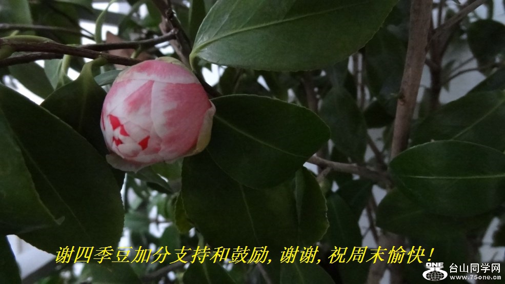 谢四季豆加分支持和鼓励,谢谢,祝周末愉快!.jpg
